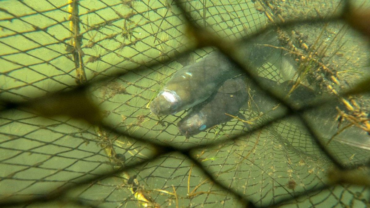 Yılan balığının Meksika'dan Türkiye'ye yolculuğu