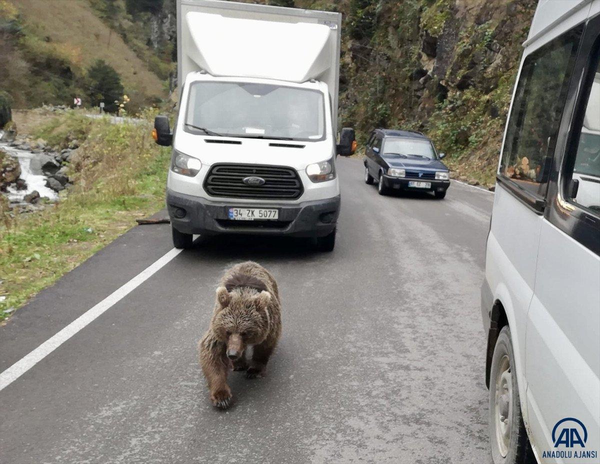 Trabzon'da kara yoluna inen yavru ayı görüntülendi