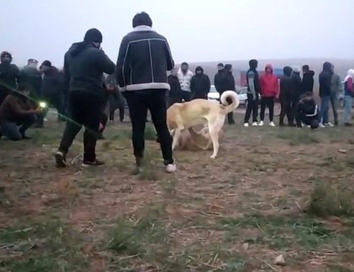 Kırıkkale’de, köpek dövüştüren 25 kişi gözaltına alındı