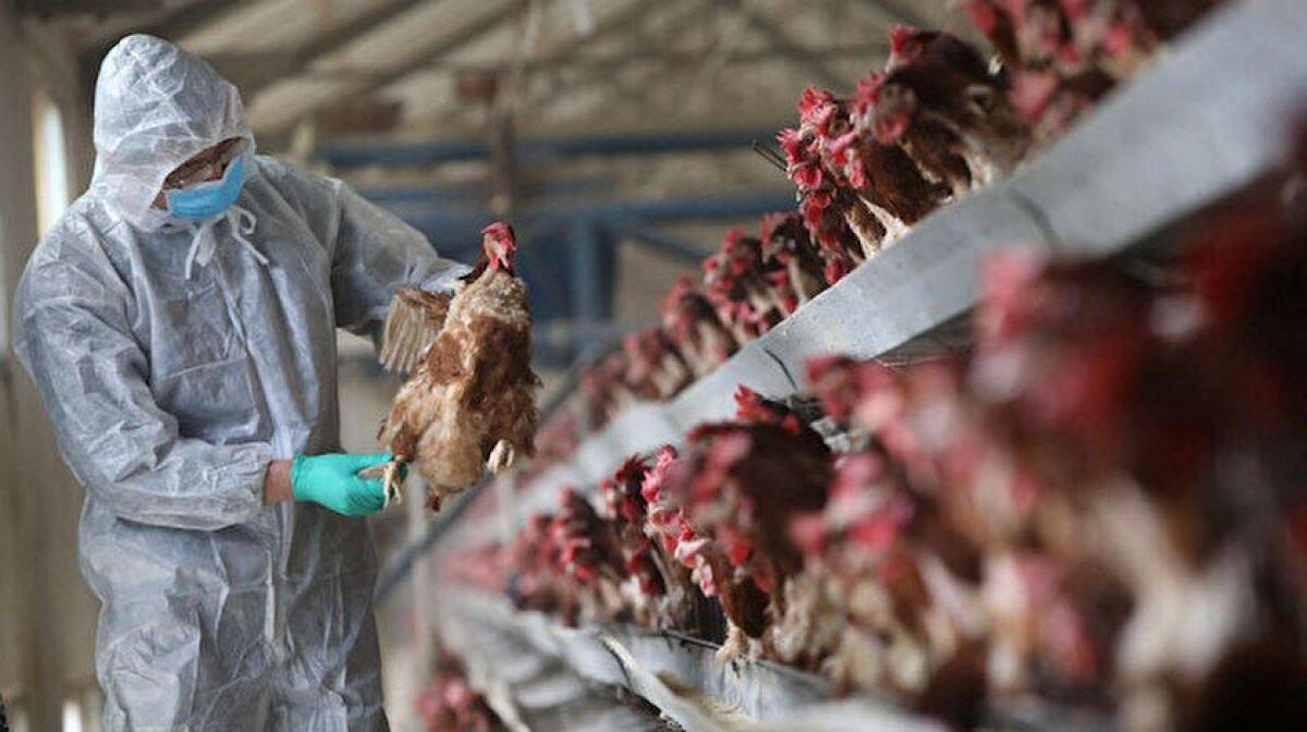 Japonya'da kuş gribi alarmı