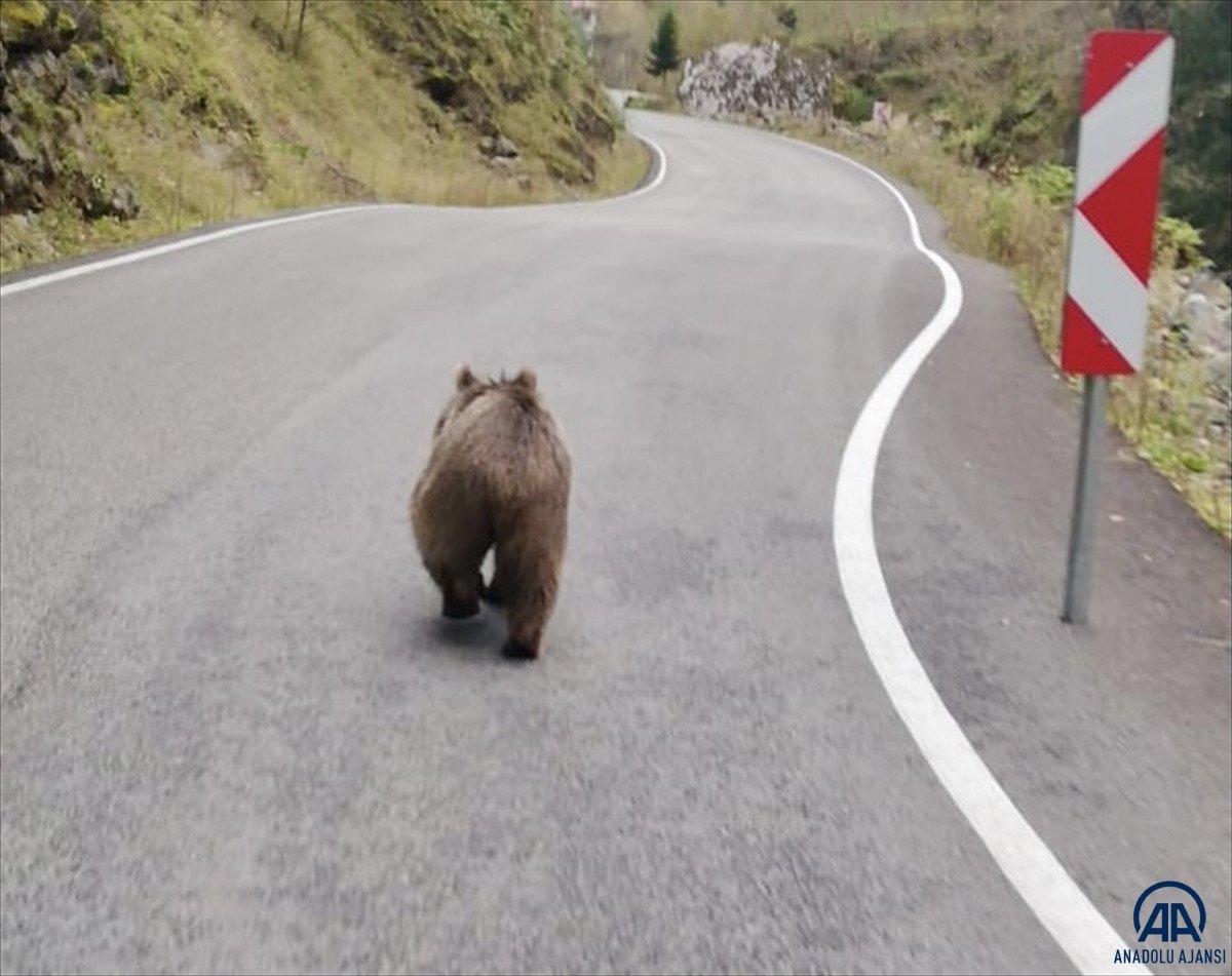 Trabzon'da kara yoluna inen yavru ayı görüntülendi