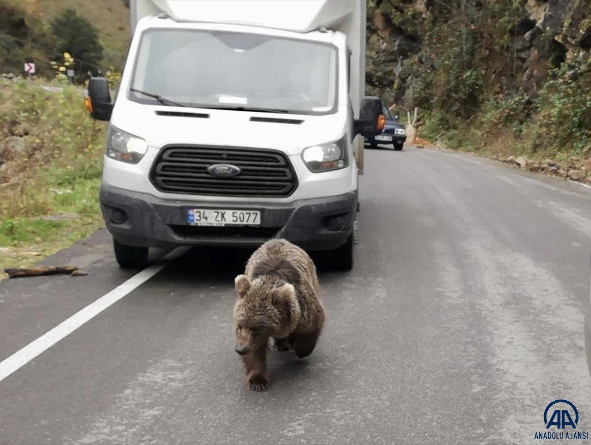 Trabzon'da kara yoluna inen yavru ayı görüntülendi