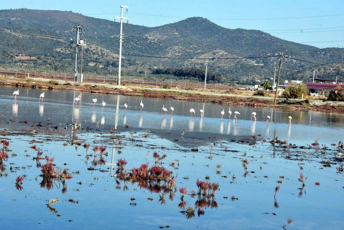 Muğla Tuzla Sulak Alanı'na binlerce flamingo geldi
