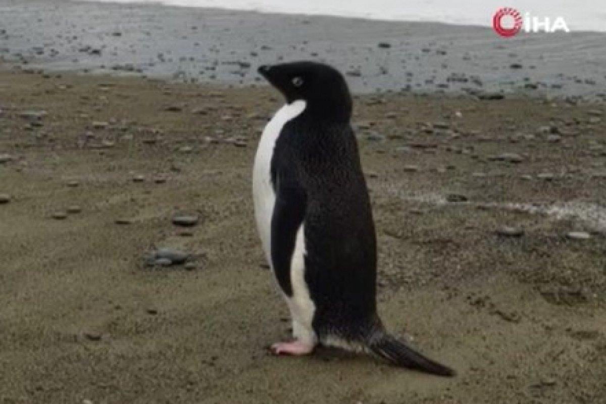 Antarktikalı penguen, kendini Yeni Zelanda kıyılarında buldu