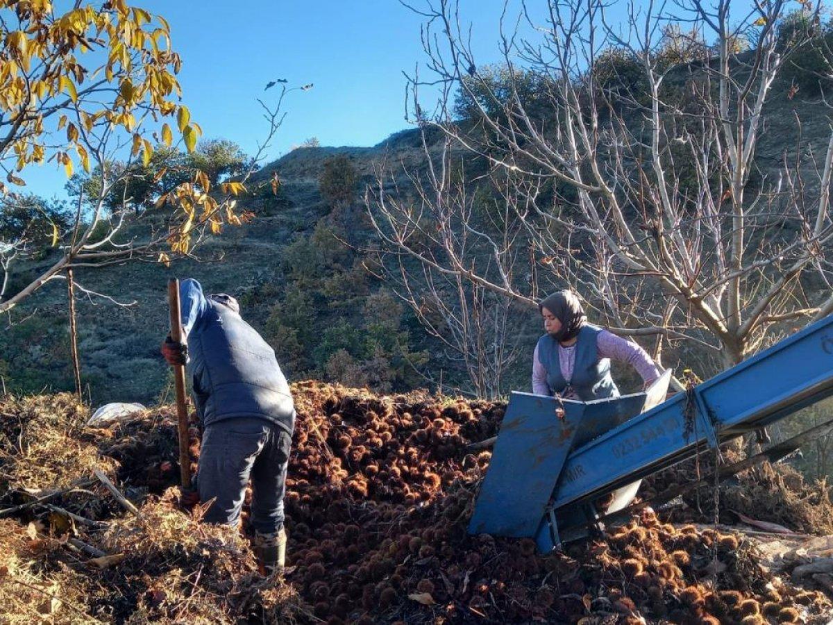 Aydın ve İzmir'de kestaneler kuyulardan çıkarılmaya başlandı