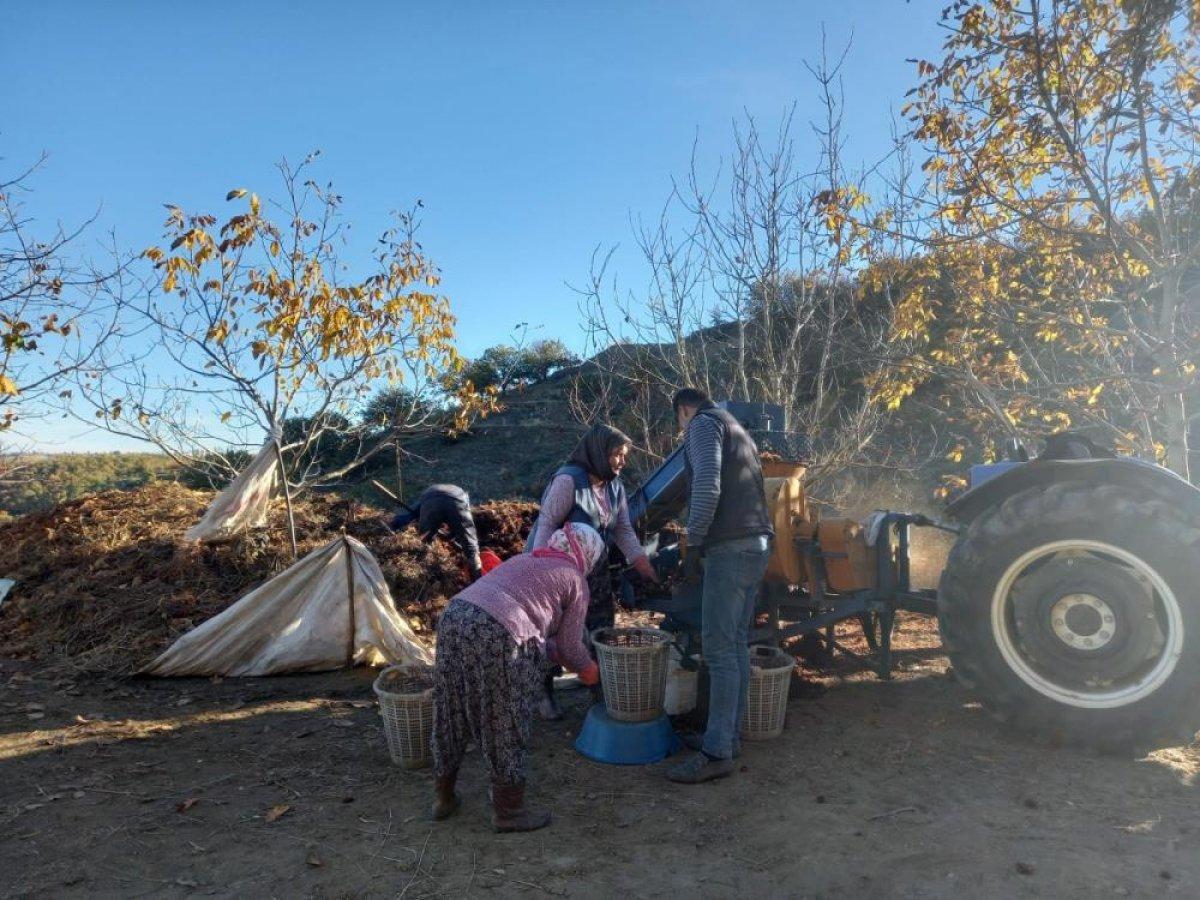 Aydın ve İzmir'de kestaneler kuyulardan çıkarılmaya başlandı