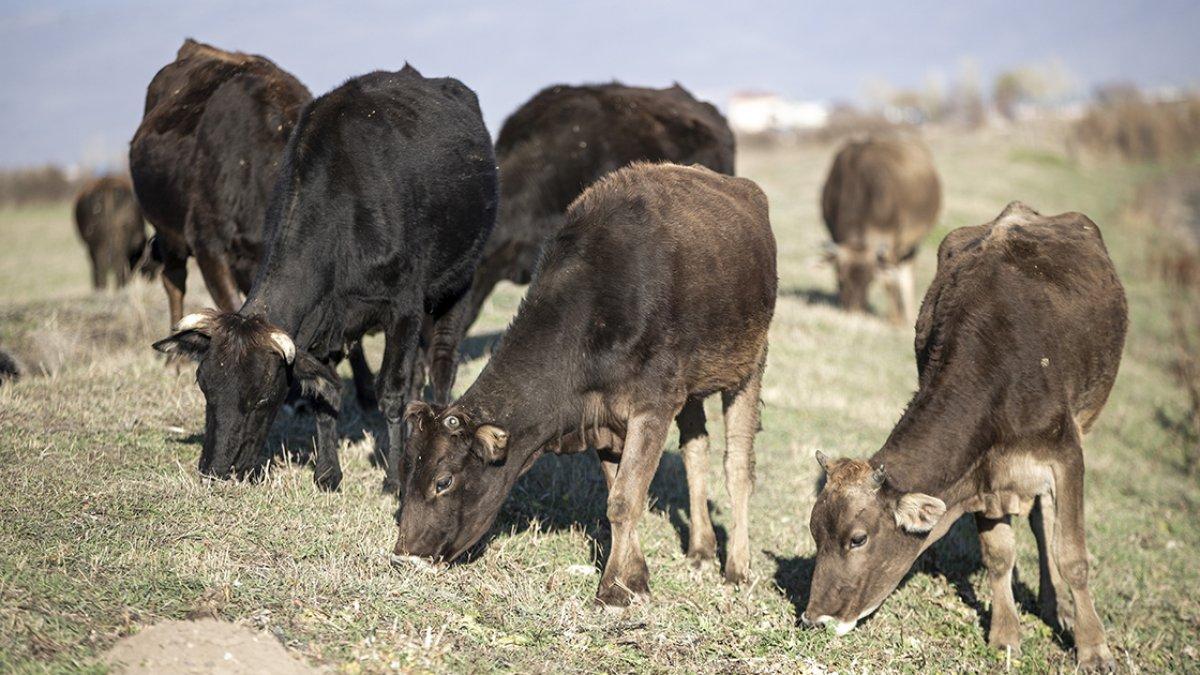 Hayvancılık destekleri arttı