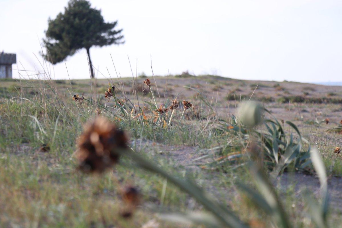 Bu çiçeği kopartmanın cezası dudak uçuklatıyor