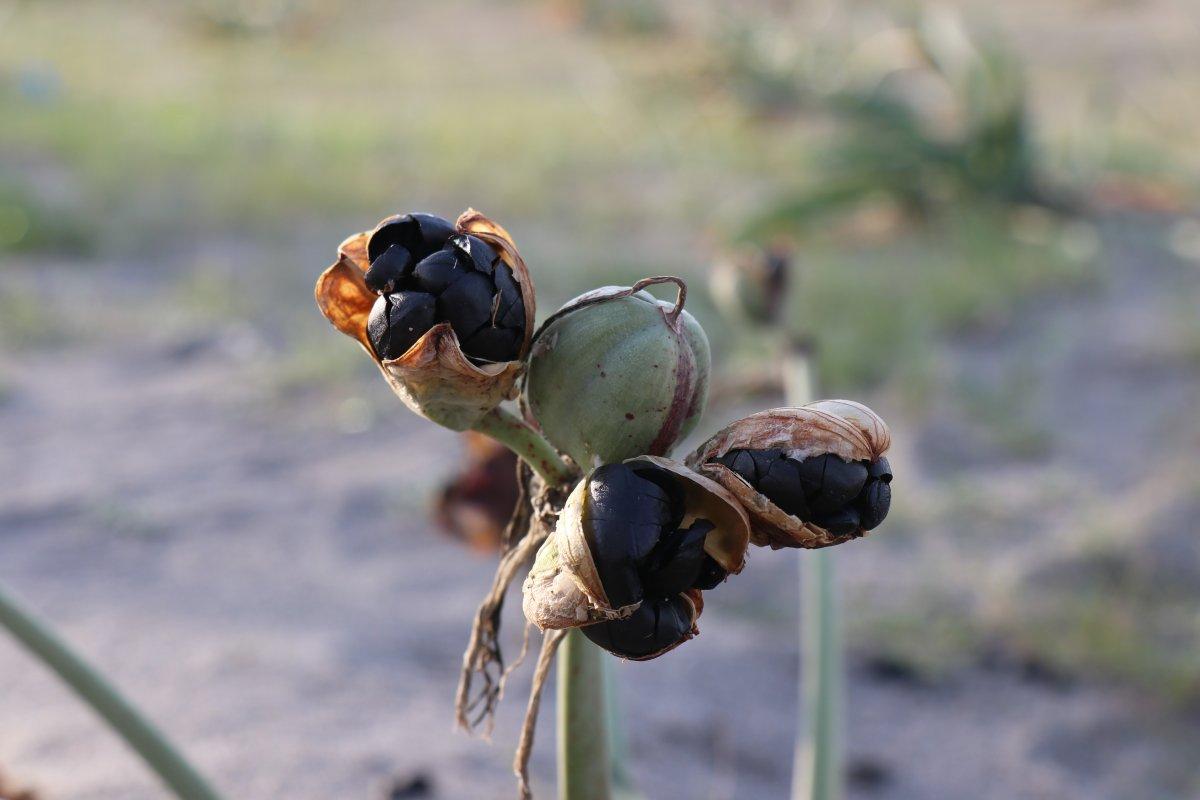 Bu çiçeği kopartmanın cezası dudak uçuklatıyor