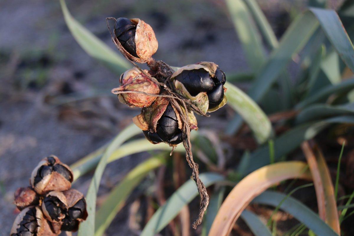 Bu çiçeği kopartmanın cezası dudak uçuklatıyor