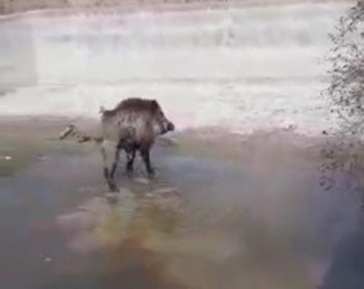 Elazığ'daki köylüler, yardım etmek istediği domuzun saldırısına uğradı