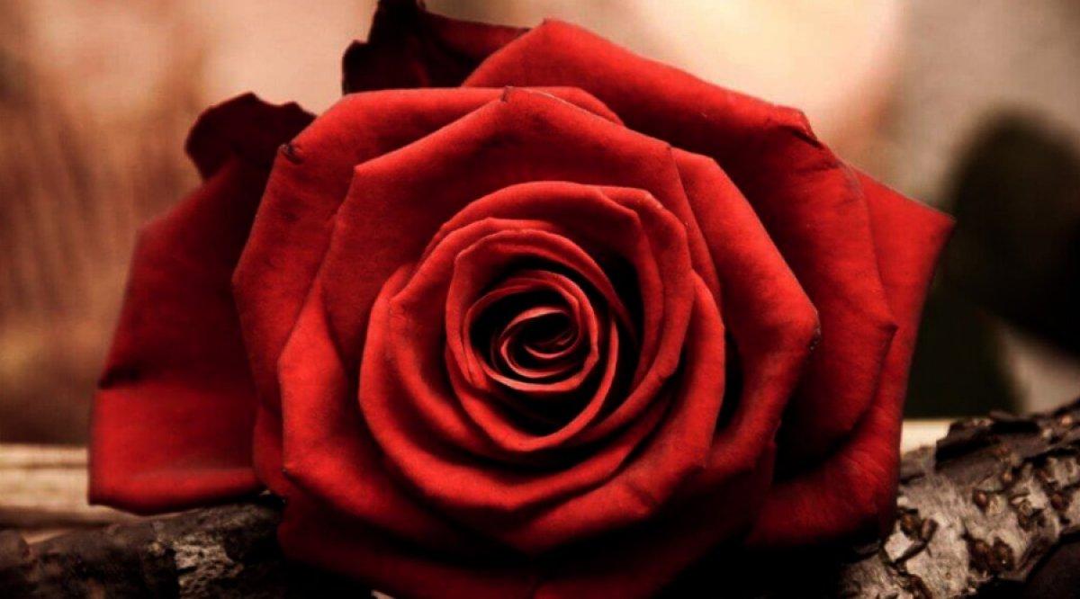 Yanlış anlaşılmayın: Renk ve sayılarına göre güllerin anlamları