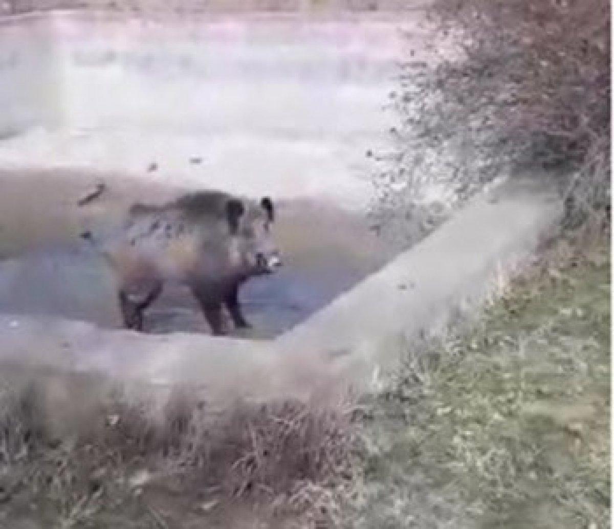 Elazığ'daki köylüler, yardım etmek istediği domuzun saldırısına uğradı