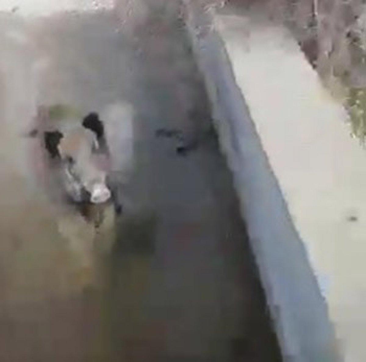 Elazığ'daki köylüler, yardım etmek istediği domuzun saldırısına uğradı