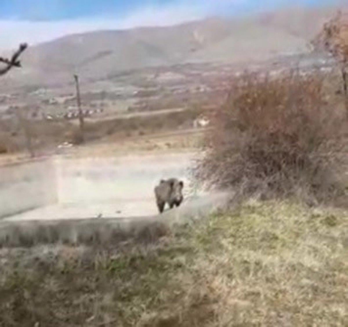 Elazığ'daki köylüler, yardım etmek istediği domuzun saldırısına uğradı