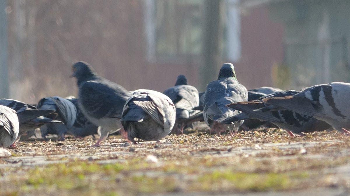 Ardahan'da hava sıcaklığı, eksi 9 dereceyi gördü