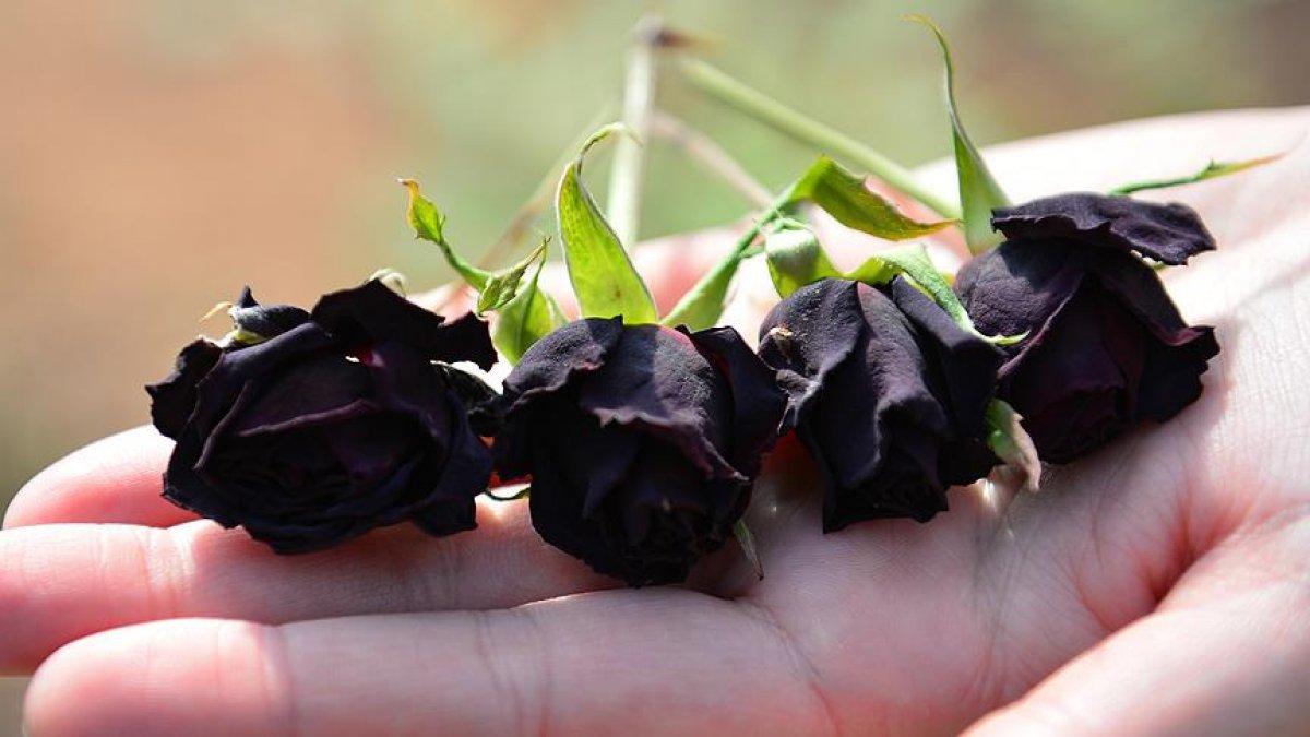 Yanlış anlaşılmayın: Renk ve sayılarına göre güllerin anlamları