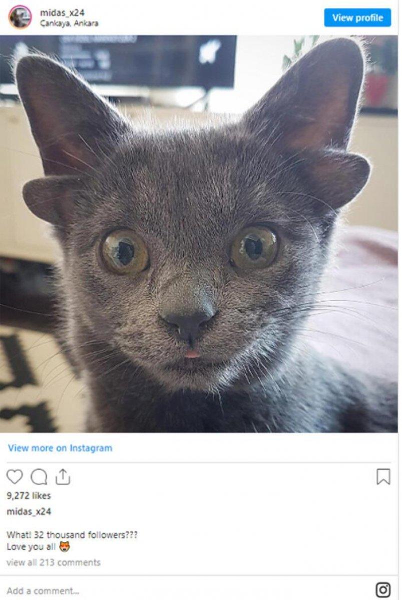 Mutasyon nedeniyle 4 kulaklı doğan yavru kedi 'Midas'