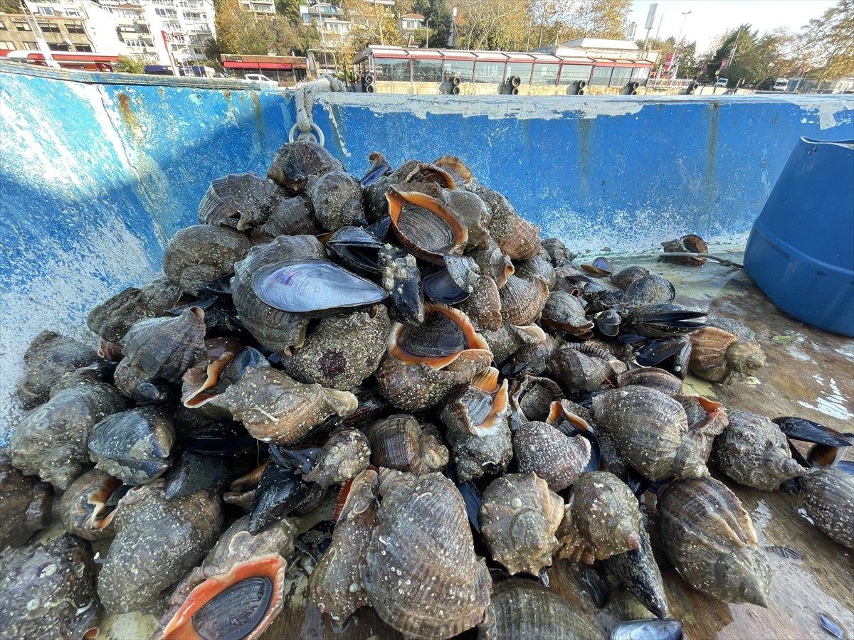 İstanbul Boğazı'nı mesken tutan salyangoz avcısı