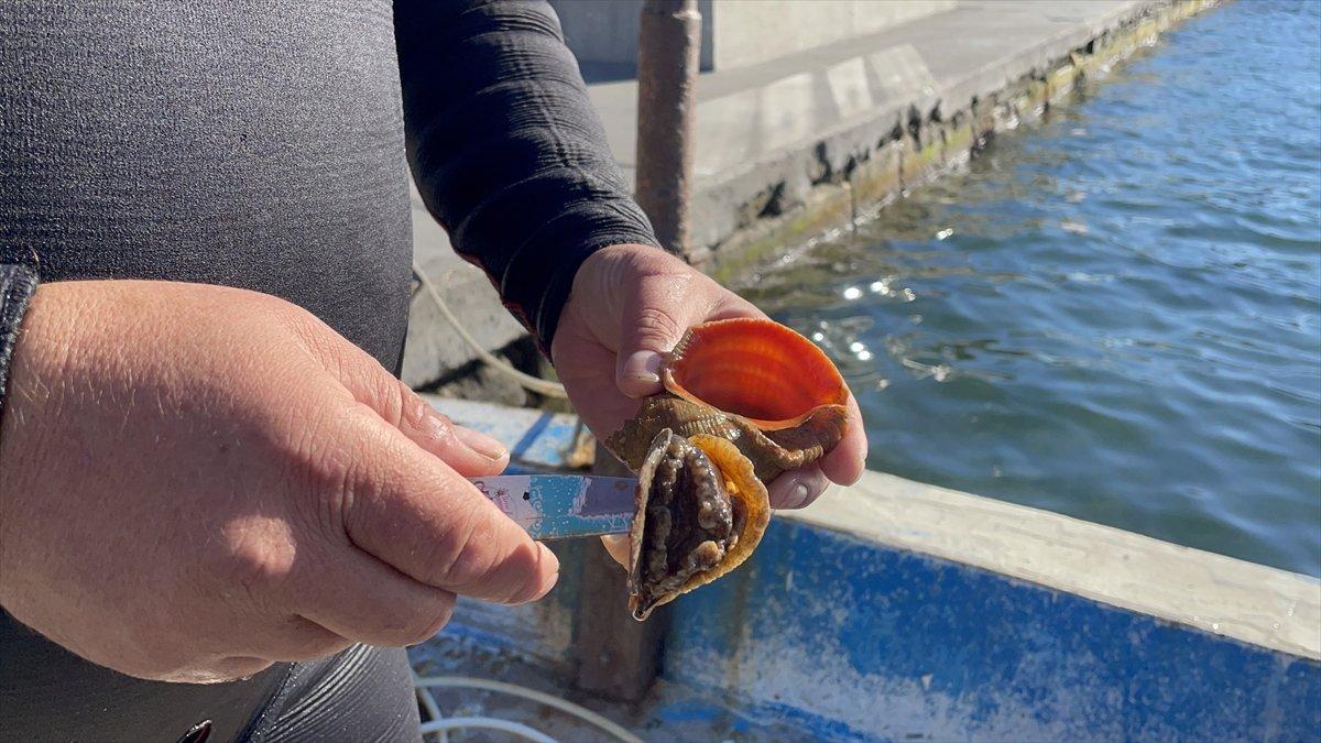 İstanbul Boğazı'nı mesken tutan salyangoz avcısı