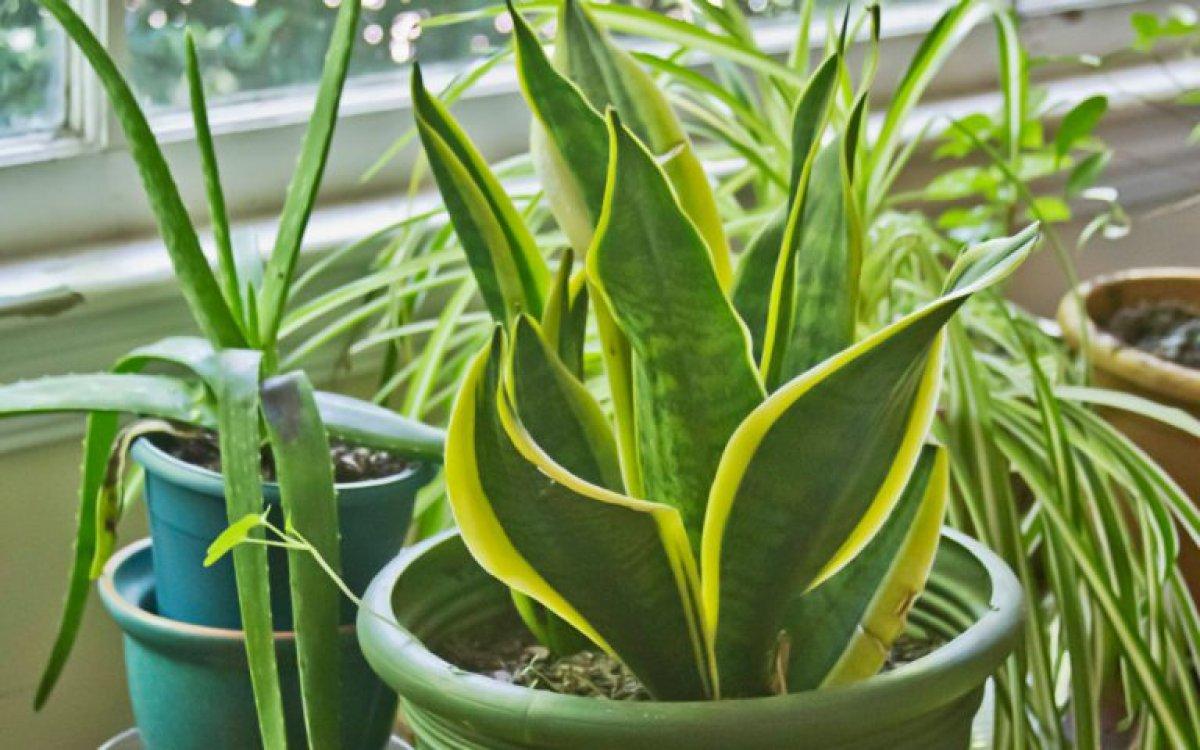 NASA tavsiyesi: Evin havasını temizleyen 9 bitki