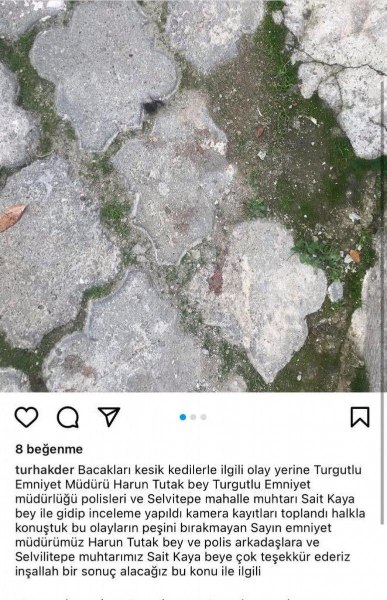 Manisa’da, kediler ayakları kesilmiş olarak ölü bulundu