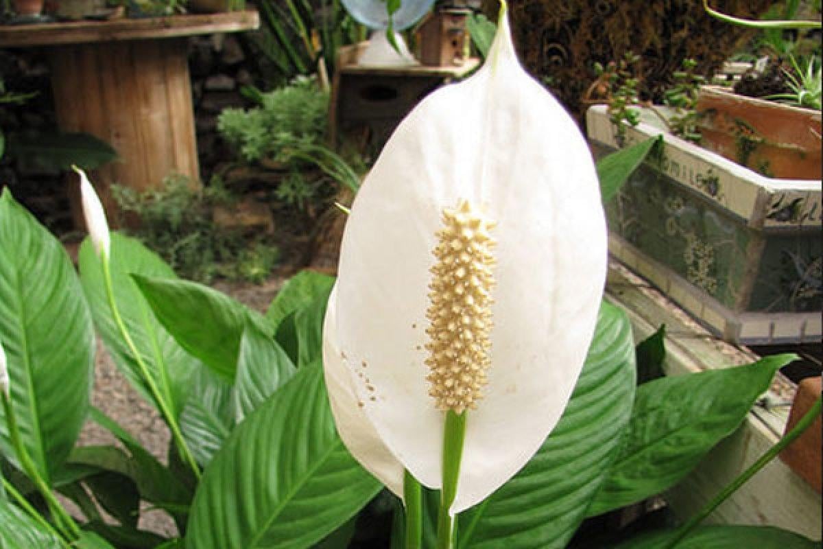 NASA tavsiyesi: Evin havasını temizleyen 9 bitki