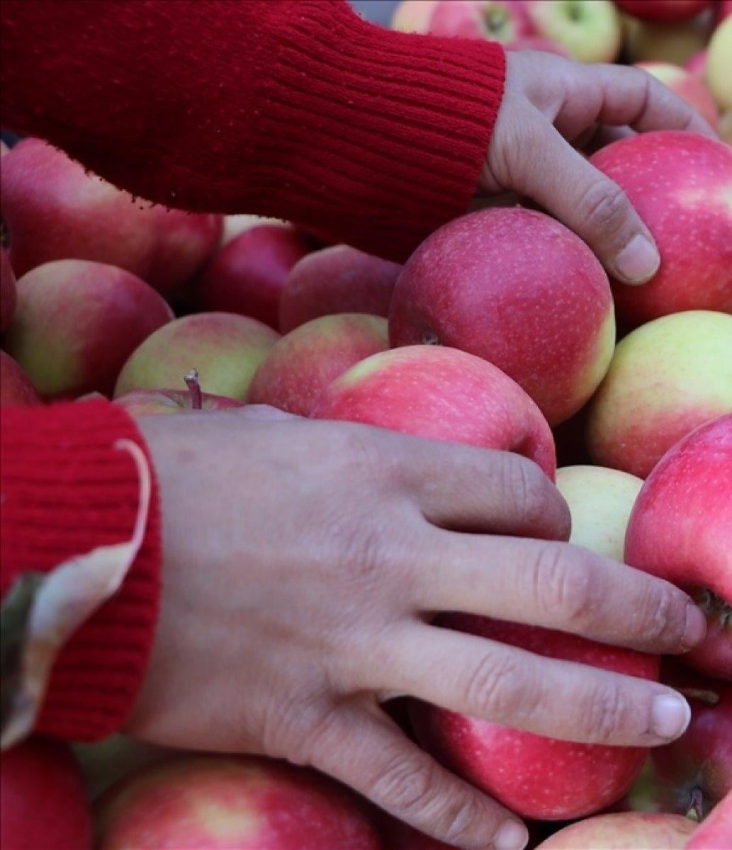 Karaman'da elma ihracatı