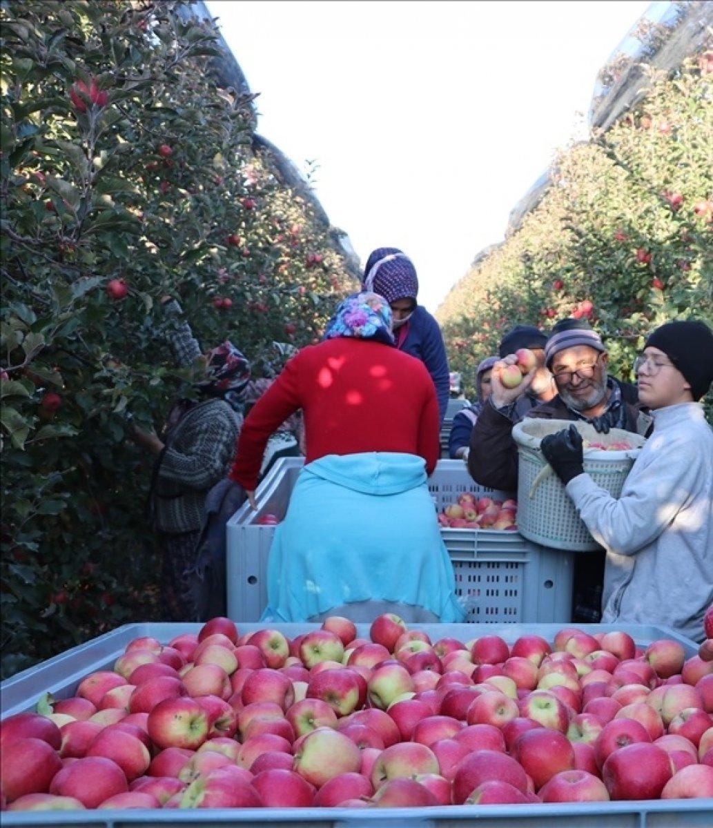 Karaman'da elma ihracatı