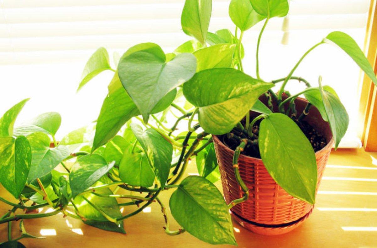 NASA tavsiyesi: Evin havasını temizleyen 9 bitki