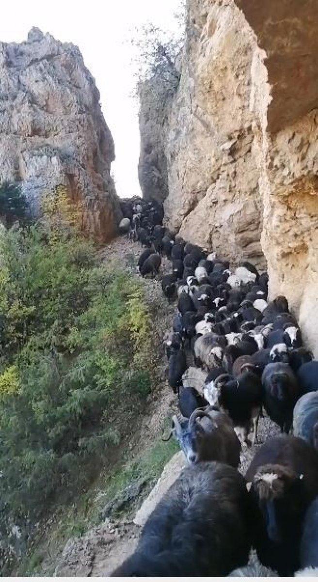 Artvin’de sürü sahiplerinin zorlu coğrafyayla mücadelesi