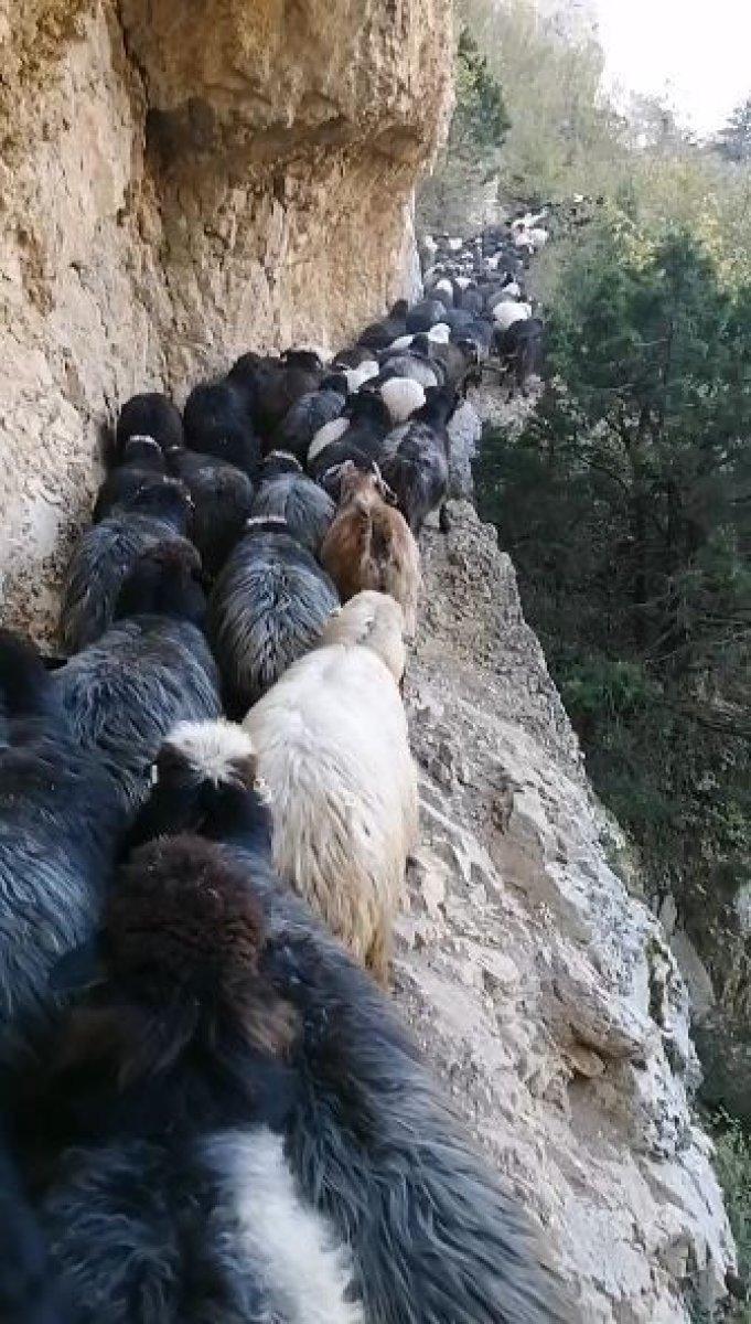 Artvin’de sürü sahiplerinin zorlu coğrafyayla mücadelesi