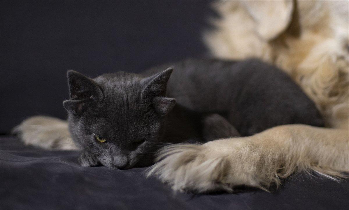 Dört kulaklı kedi Midas, ilgi odağı oldu