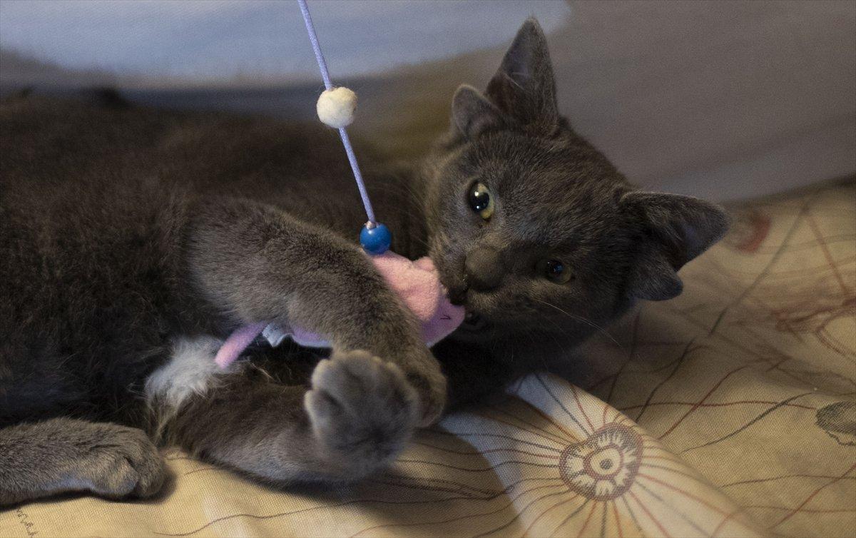 Dört kulaklı kedi Midas, ilgi odağı oldu