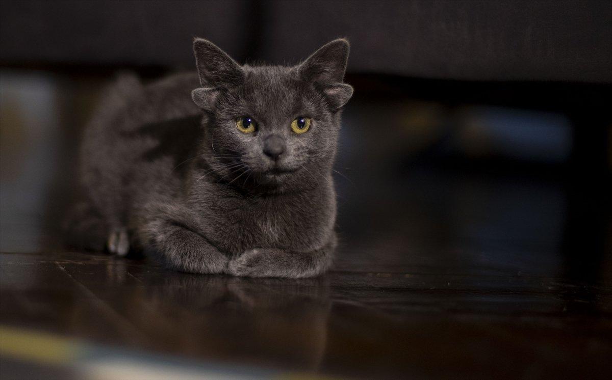 Dört kulaklı kedi Midas, ilgi odağı oldu