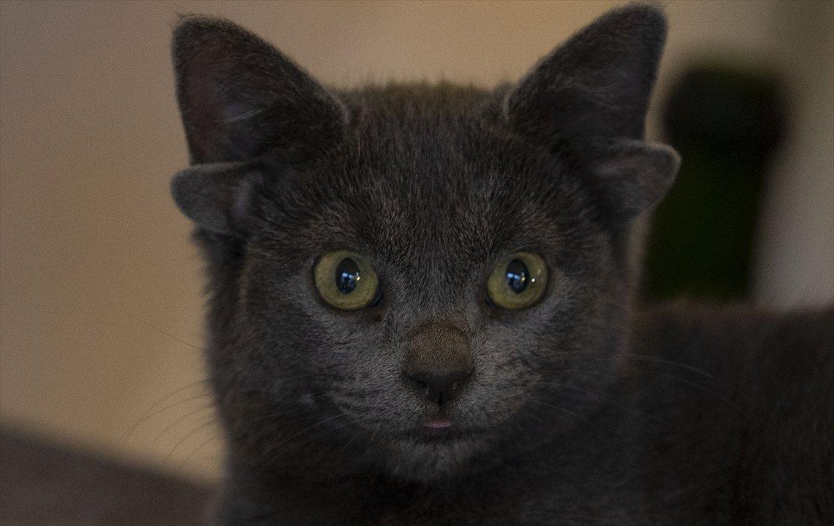 Dört kulaklı kedi Midas, ilgi odağı oldu