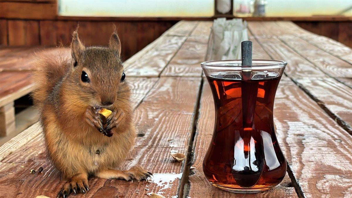 Kocaeli'de çay içip cips yiyen sincap görenleri şaşırtıyor