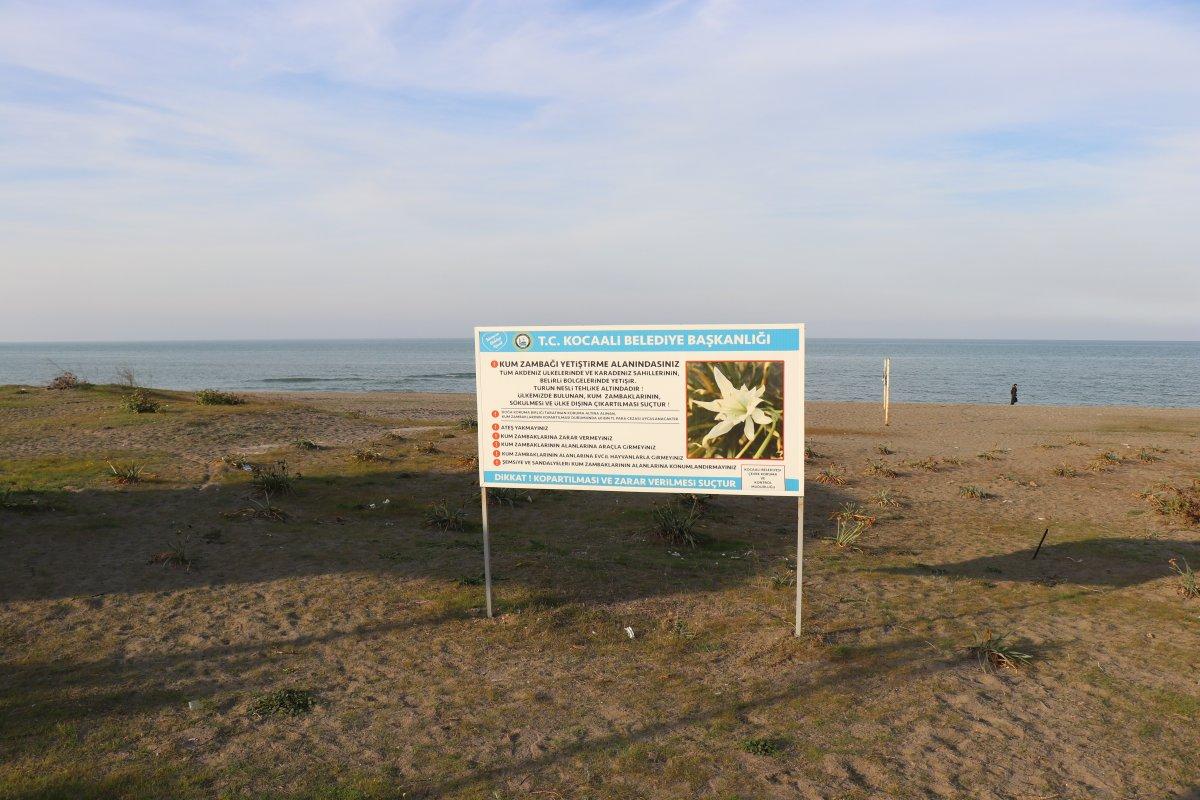 Sakarya'da yetişen Kum Zambağının koparılma cezası 80 bin lira