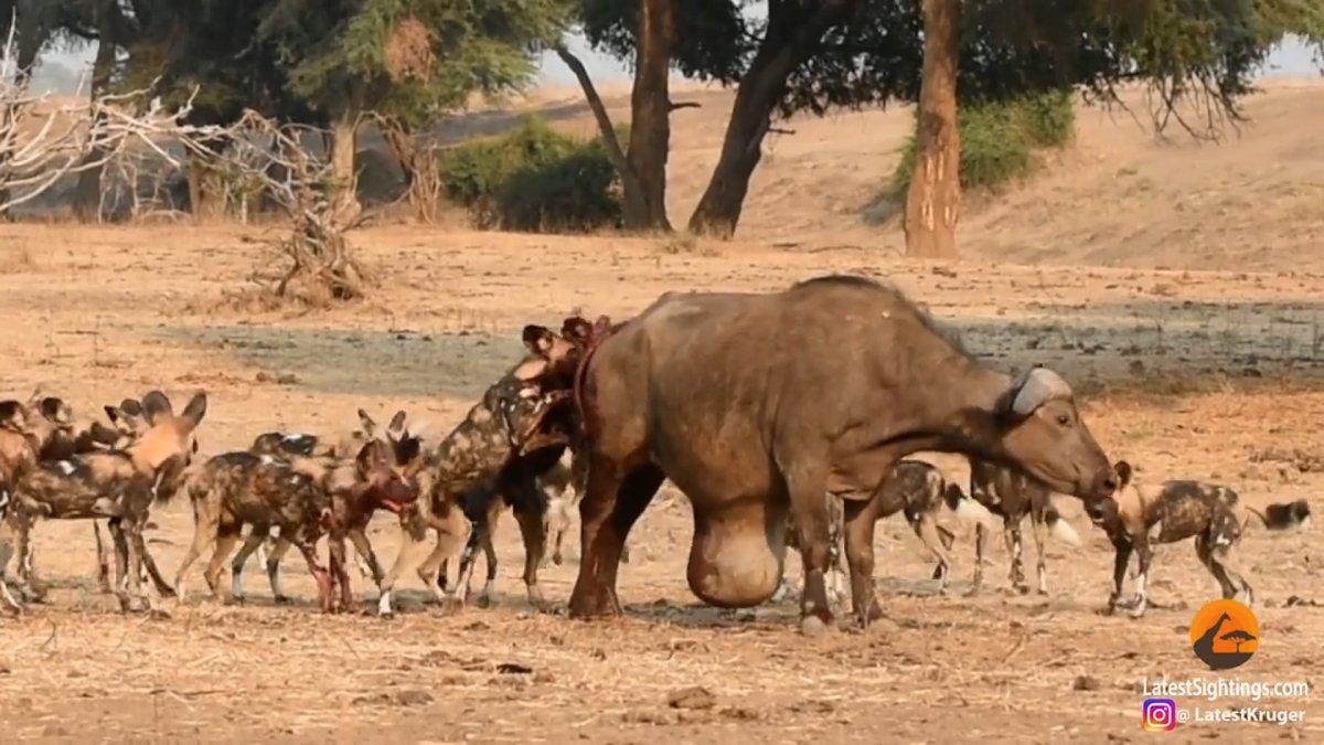 Afrika'daki bufalo, yaban köpeklerine canlı canlı yem oldu