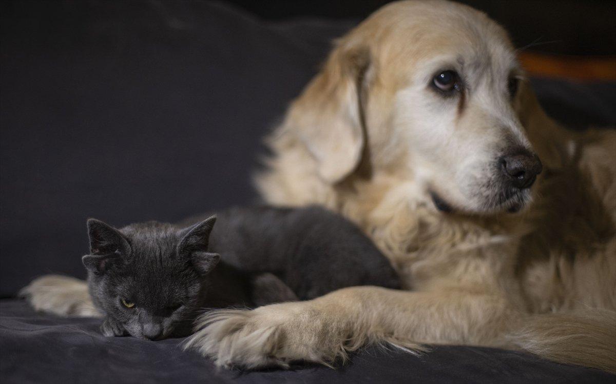 Dört kulaklı kedi Midas, ilgi odağı oldu