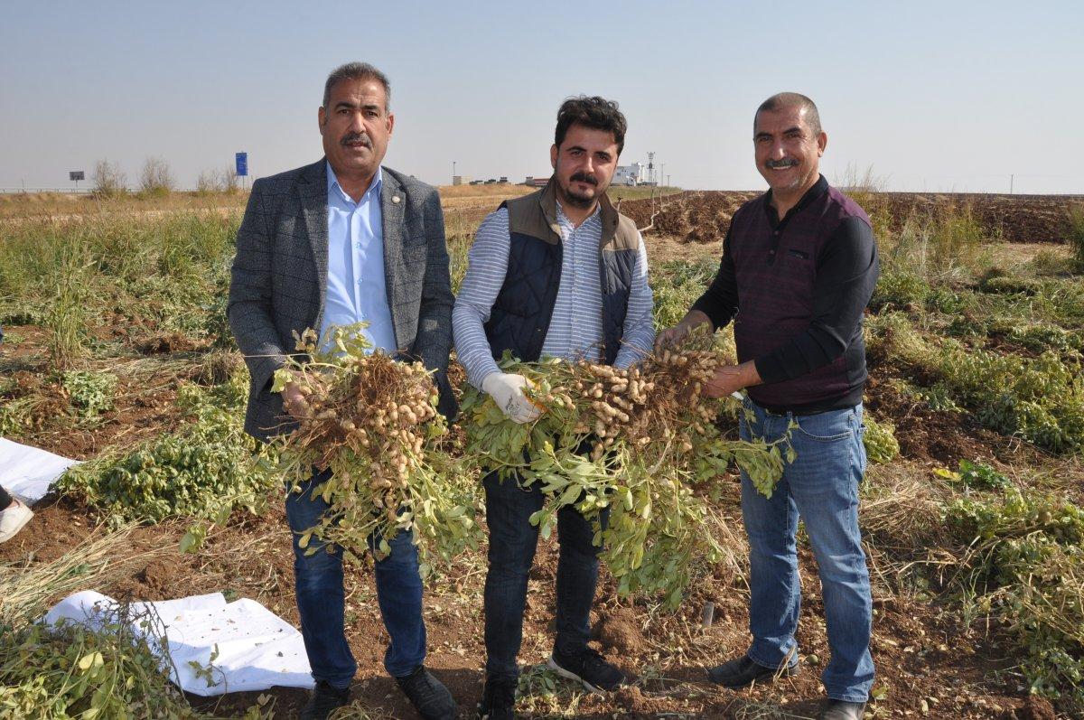 Yer fıstığı ekimi su ve gübreden tasarruf sağlıyor