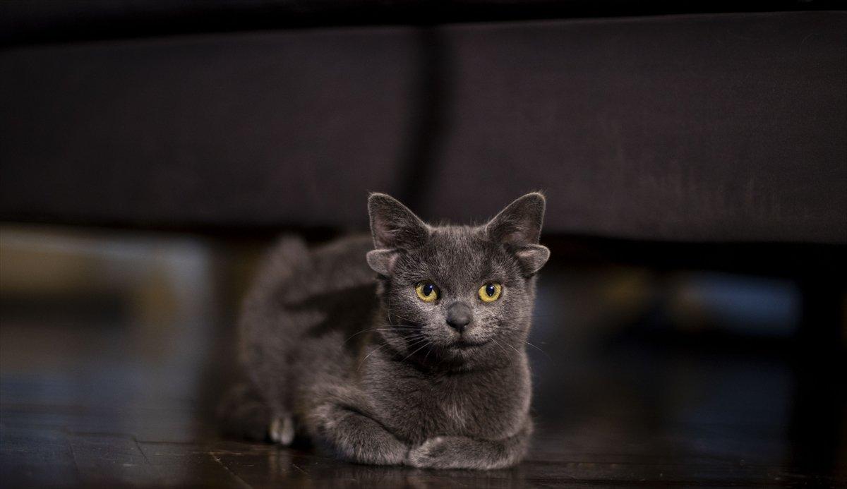 Dört kulaklı kedi Midas, ilgi odağı oldu
