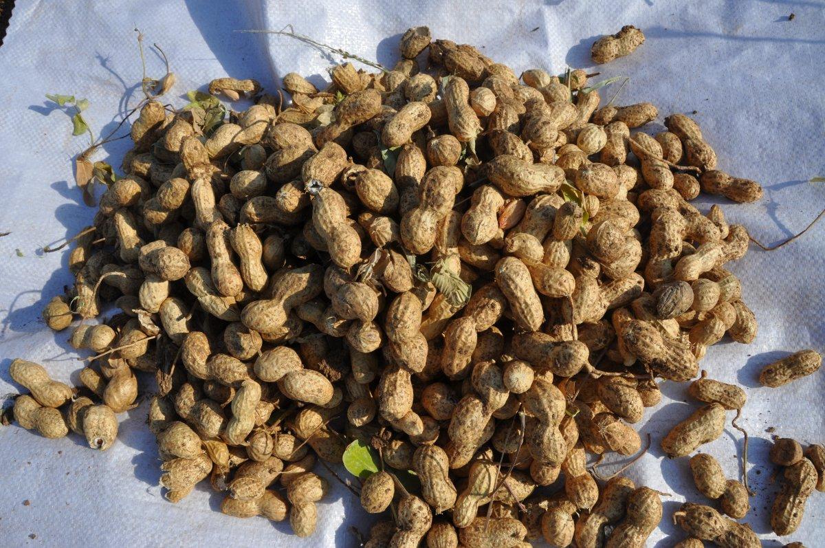 Yer fıstığı ekimi su ve gübreden tasarruf sağlıyor