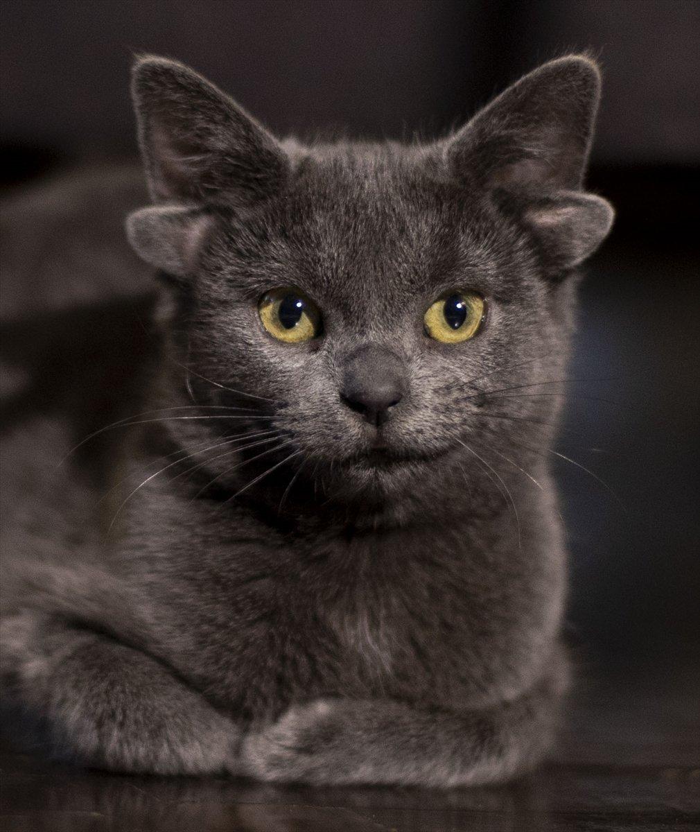 Dört kulaklı kedi Midas, ilgi odağı oldu