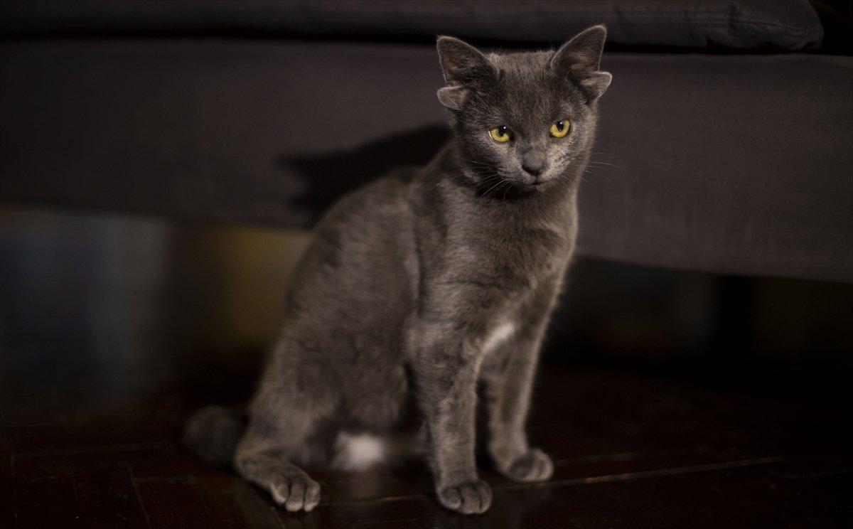 Dört kulaklı kedi Midas, ilgi odağı oldu