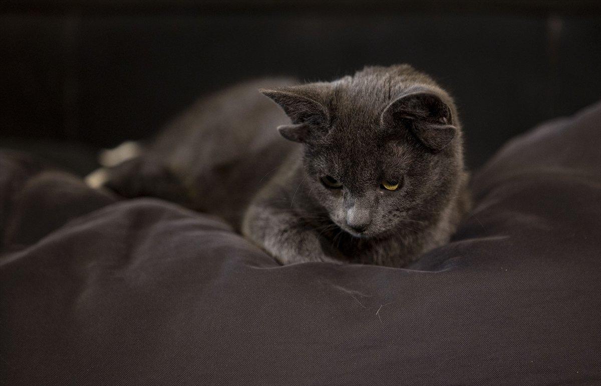 Dört kulaklı kedi Midas, ilgi odağı oldu