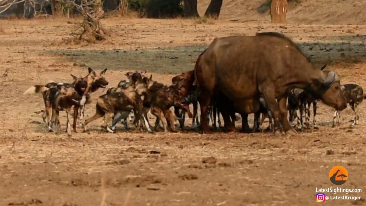 Afrika'daki bufalo, yaban köpeklerine canlı canlı yem oldu