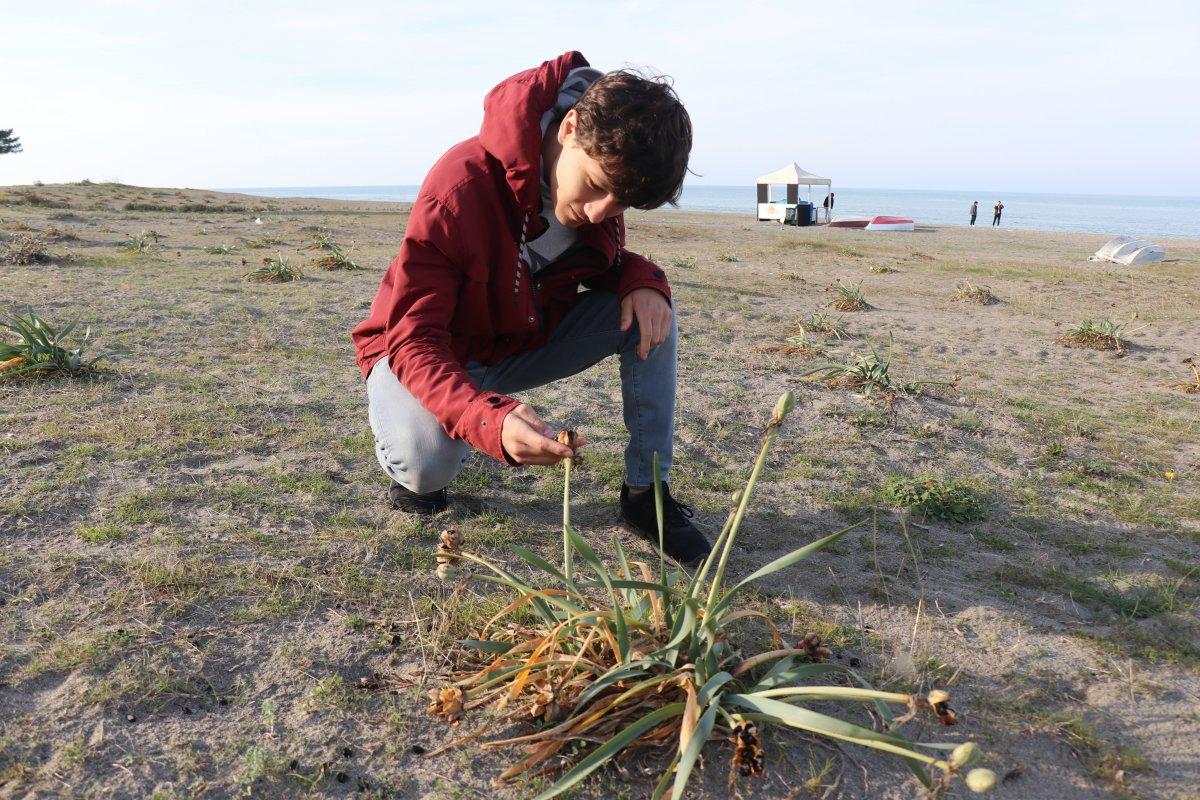 Sakarya'da yetişen Kum Zambağının koparılma cezası 80 bin lira