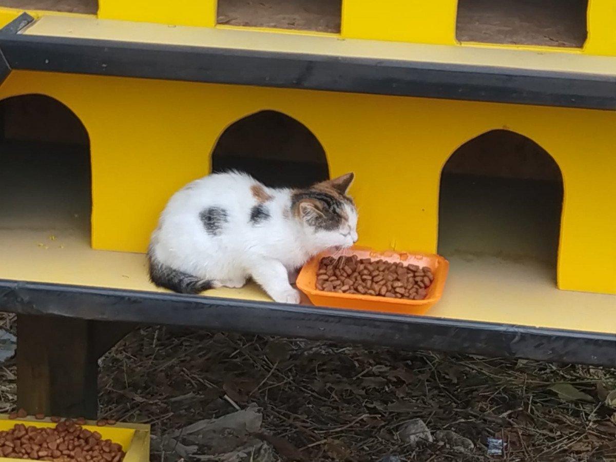 Amasya’da yurttan çarşafla çıkarılan kedileri, belediye sahiplendi