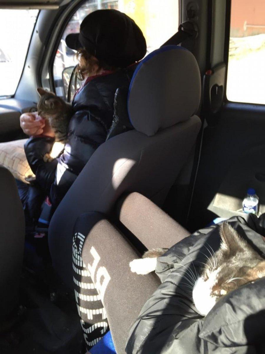 Amasya’da yurttan çarşafla çıkarılan kedileri, belediye sahiplendi